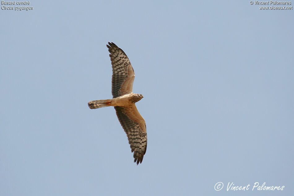 Montagu's Harrier female Second year