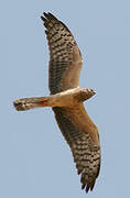 Montagu's Harrier