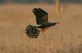 Montagu's Harrier