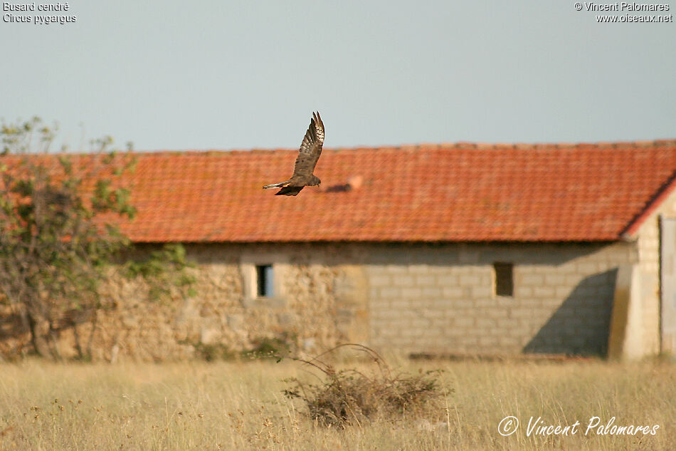 Montagu's Harrier