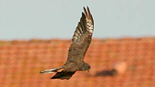 Montagu's Harrier