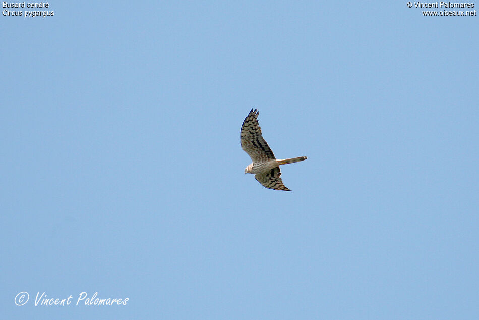 Montagu's Harrier female adult