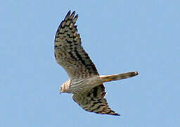 Montagu's Harrier