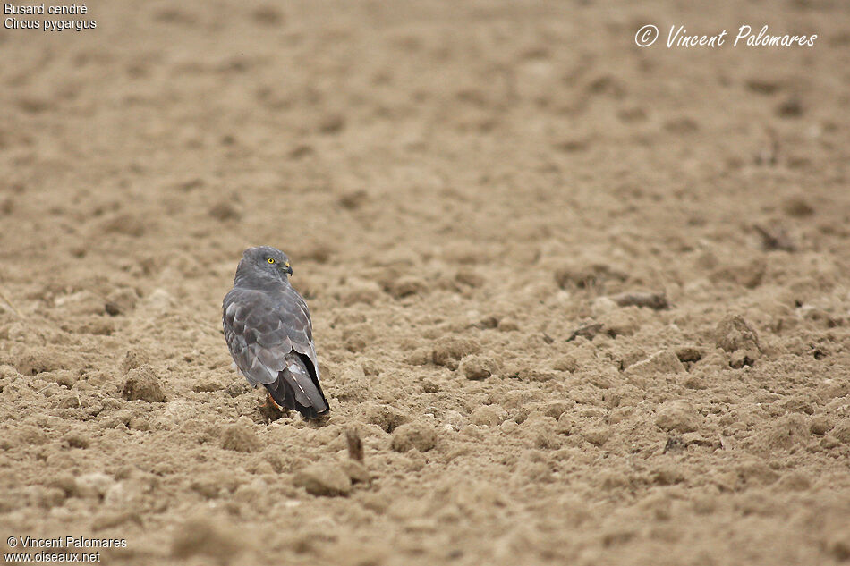 Montagu's Harrier