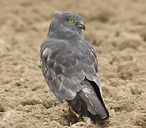 Montagu's Harrier