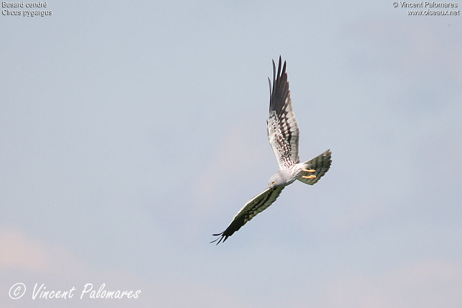 Montagu's Harrier male adult