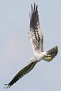 Montagu's Harrier