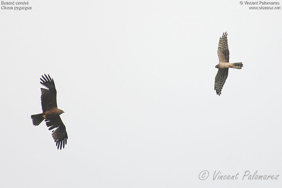 Montagu's Harrier female adult