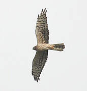 Montagu's Harrier