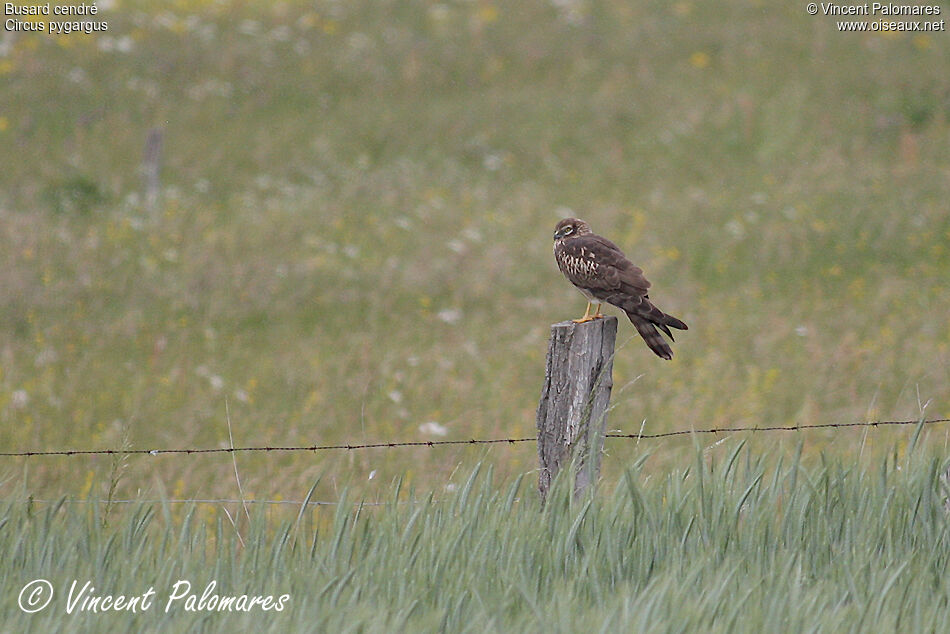 Montagu's Harrier female adult