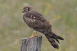 Montagu's Harrier