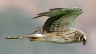 Montagu's Harrier