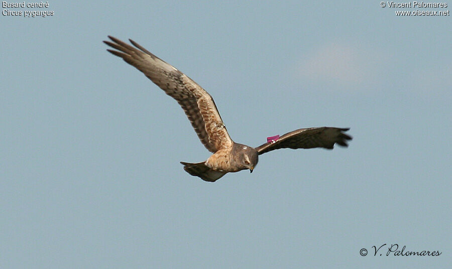 Montagu's Harrier