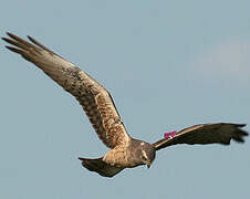 Montagu's Harrier