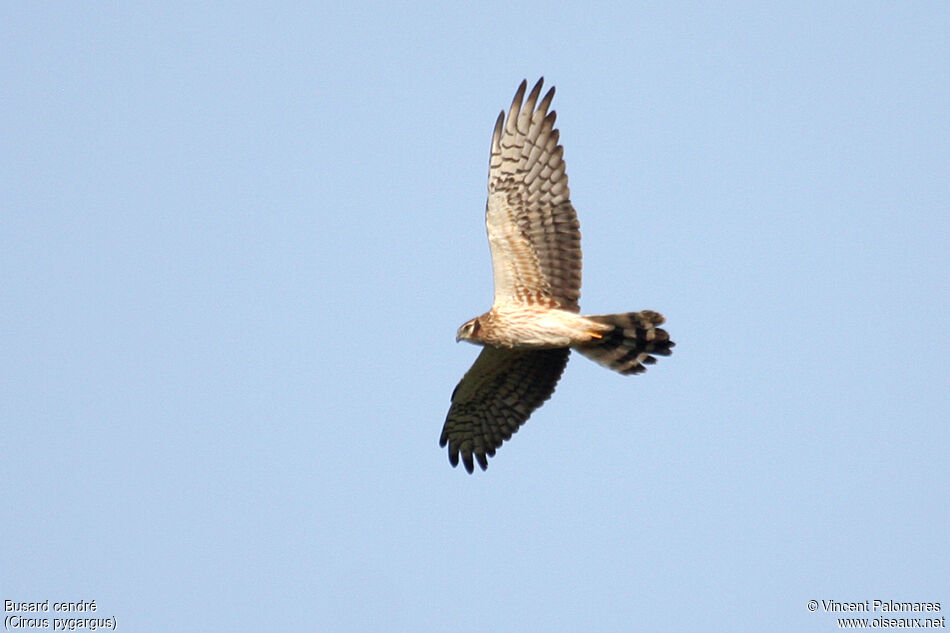 Montagu's Harrier female