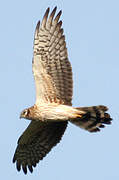 Montagu's Harrier