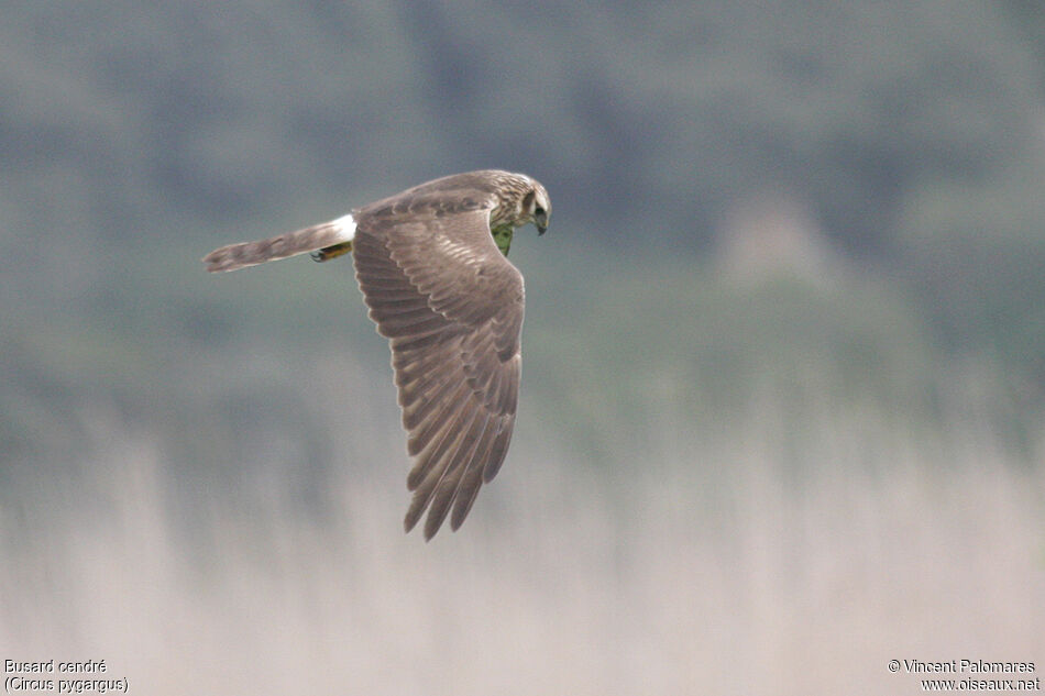 Montagu's Harrier female