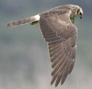 Montagu's Harrier