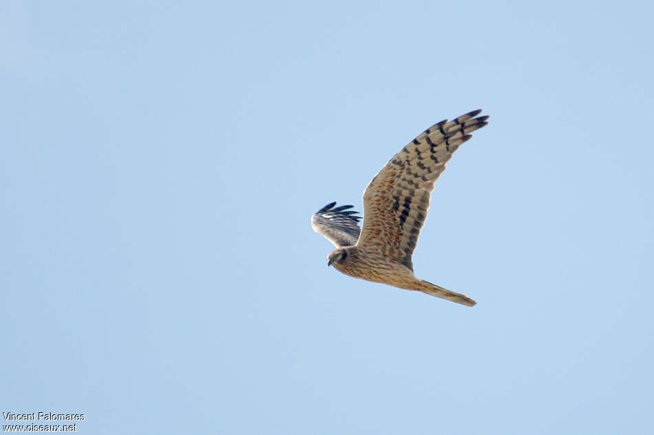 Montagu's Harrier female Second year, pigmentation, Flight