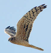 Montagu's Harrier