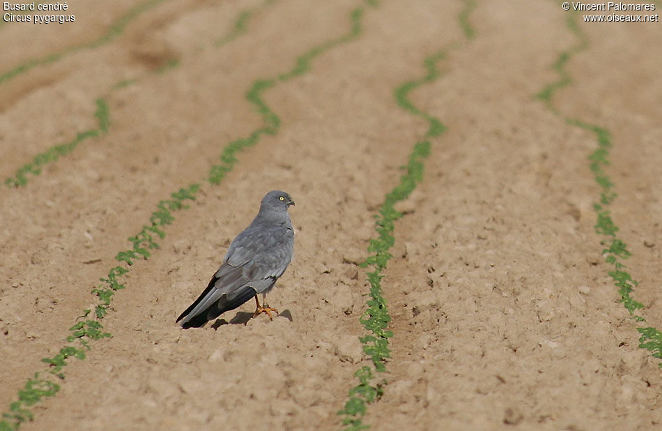 Montagu's Harrier