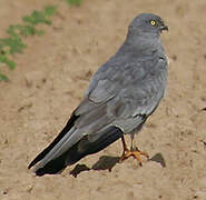 Montagu's Harrier