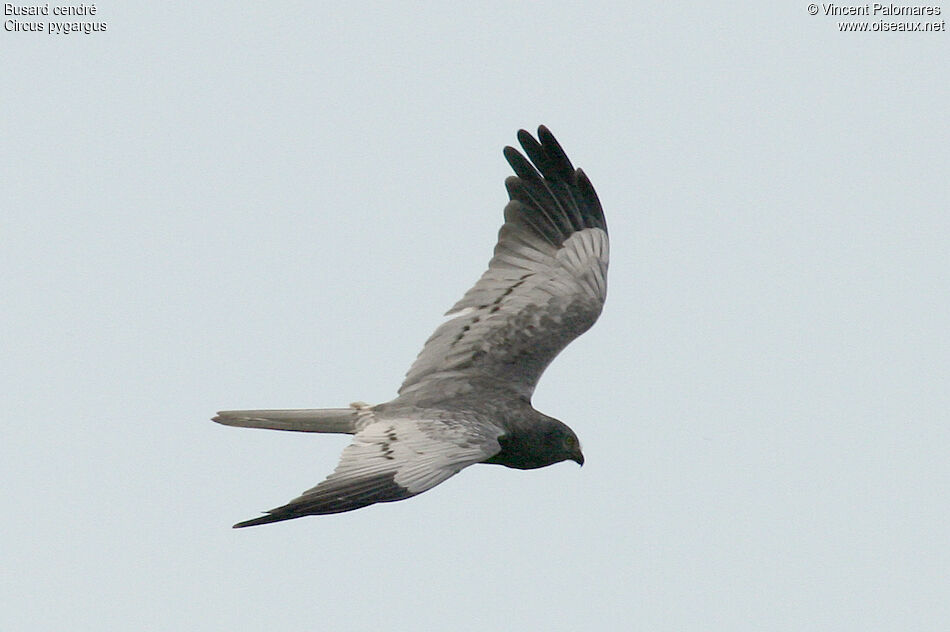 Montagu's Harrier