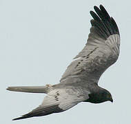 Montagu's Harrier