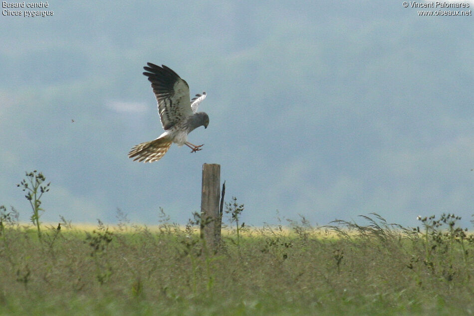 Montagu's Harrier male