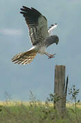 Montagu's Harrier