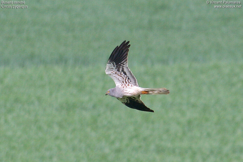 Montagu's Harrier