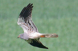 Montagu's Harrier