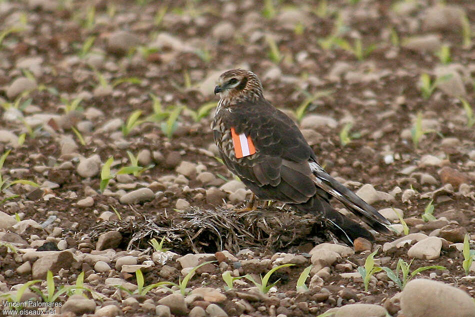 Busard cendré femelle immature, Comportement