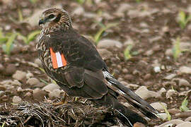 Montagu's Harrier