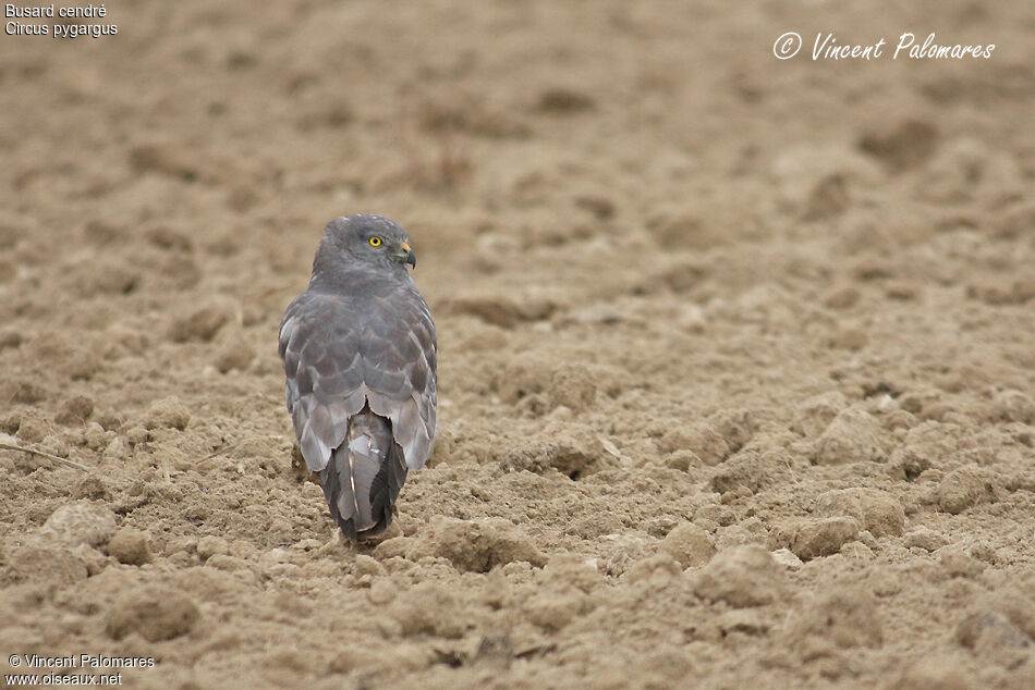 Montagu's Harrier male