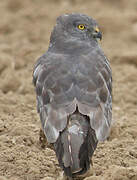 Montagu's Harrier