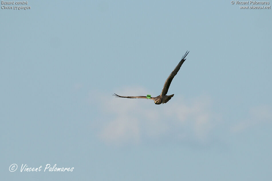 Montagu's Harrier male Second year