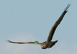 Montagu's Harrier