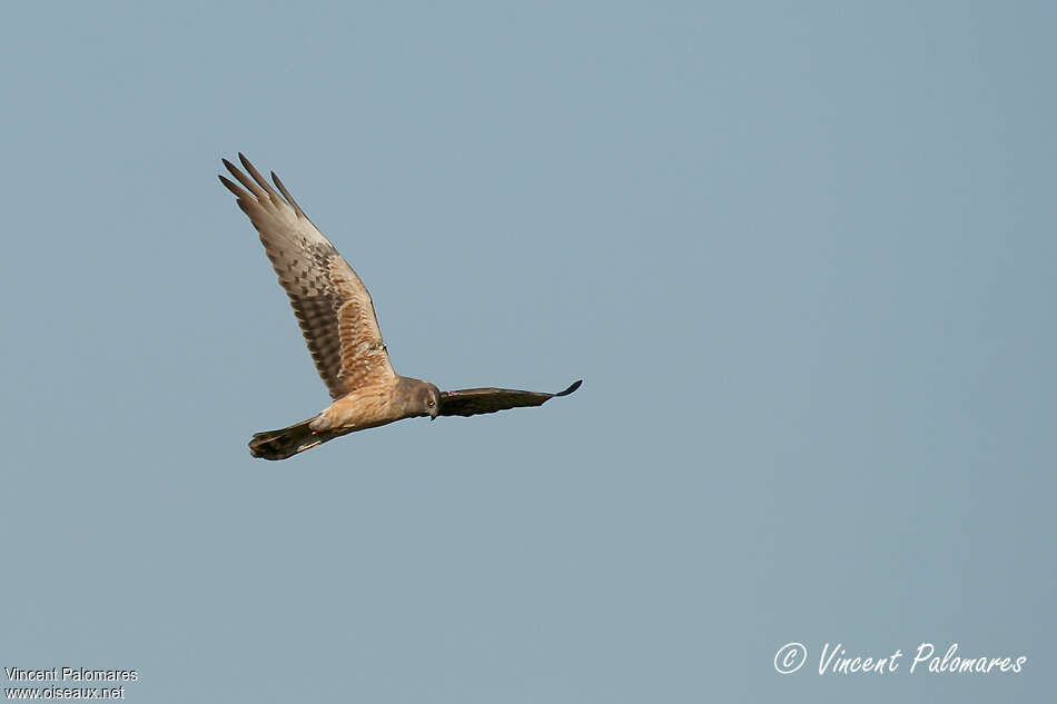 Montagu's Harrier male Second year, identification