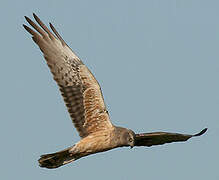 Montagu's Harrier