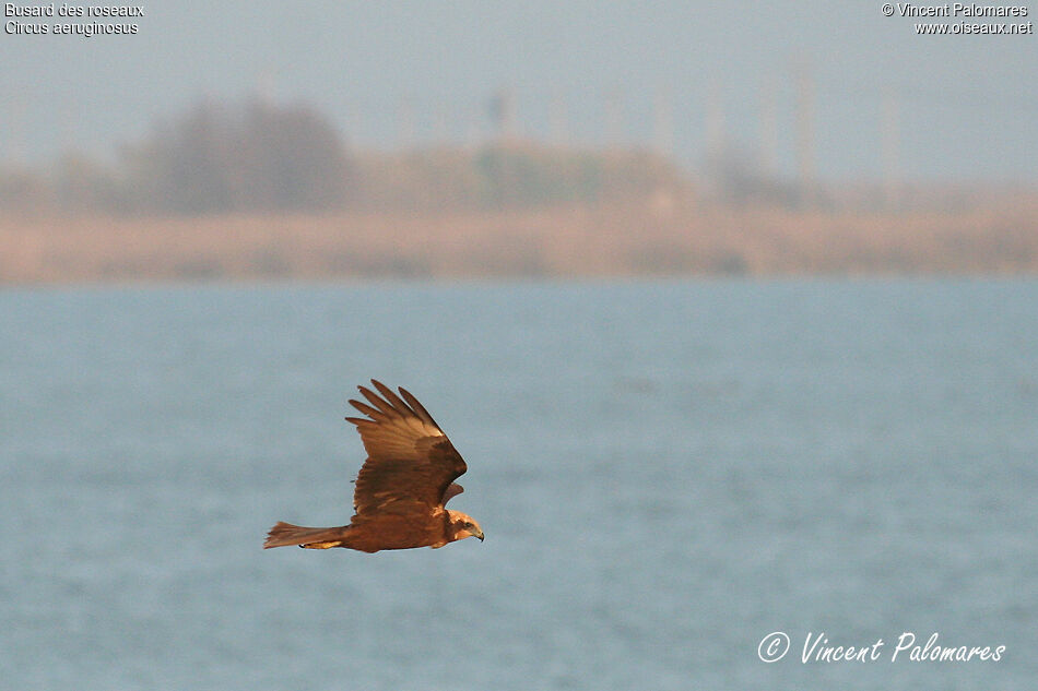 Western Marsh Harrier