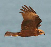 Western Marsh Harrier