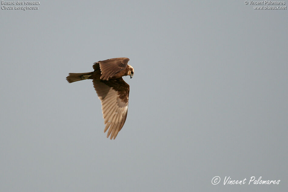 Western Marsh Harrier