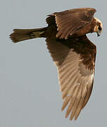 Western Marsh Harrier