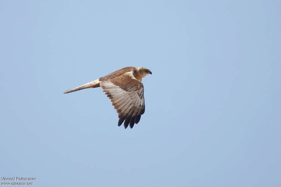 Western Marsh Harrier male Third  year, identification, pigmentation