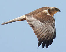 Western Marsh Harrier