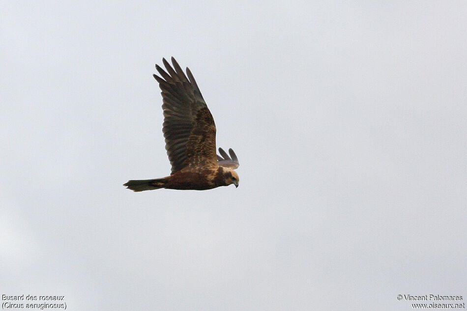 Western Marsh Harrier female Second year