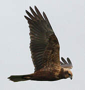 Western Marsh Harrier