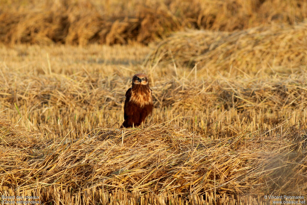 Western Marsh Harrier