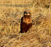 Western Marsh Harrier